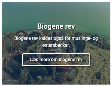 Biogene rev